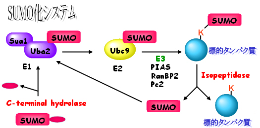 SUMOVXe̐}